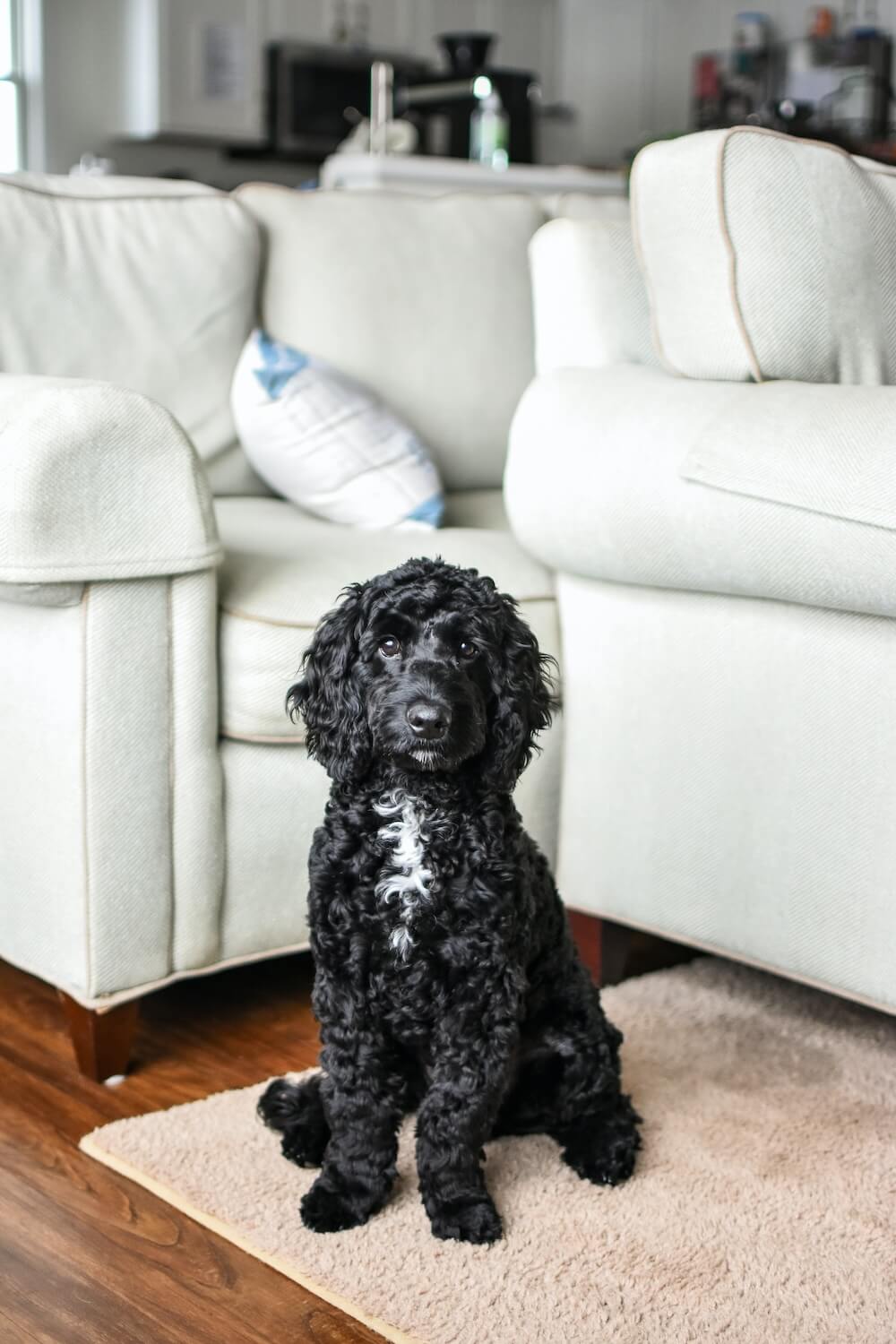 Teppiche_Tiere_pexels-julissa-helmuth-10892519