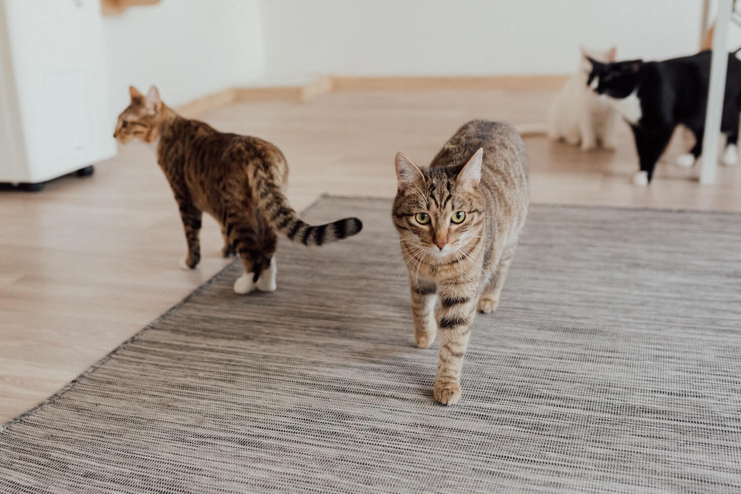 Teppichflecken_Tiere_Salzgitter